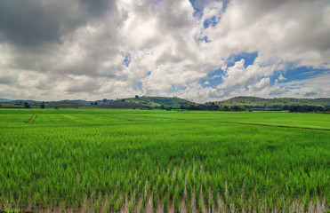 Rice field in Thailand. Asia. Landscape with stormy sky over the rice fields.