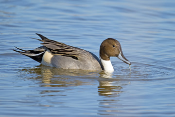 Male Northern Pintail Duck