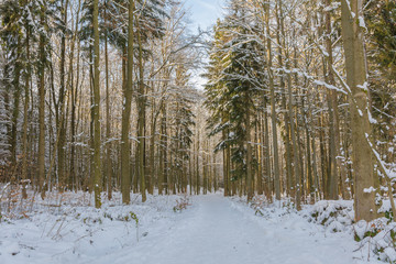 Winterwald im Harz bei Stolberg