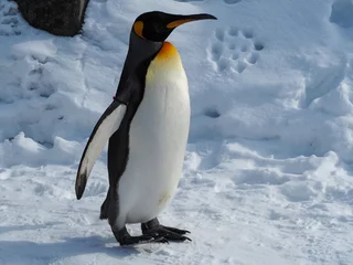 Papier Peint photo autocollant Pingouin Le manchot empereur marche sur la neige