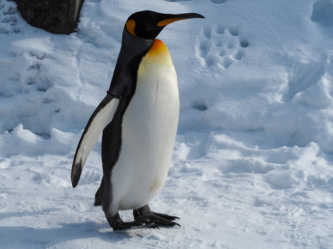 Emperor penguin walk on snow
