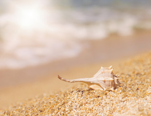 Sea Shell