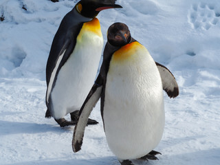 Fototapeta premium Emperor penguin walk on snow