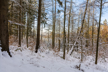 Winterwald im Harz bei Stolberg