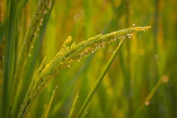 Close up of green paddy rice. Green ear of rice in paddy rice field under sunrise, Blur Paddy rice field in the morning background.