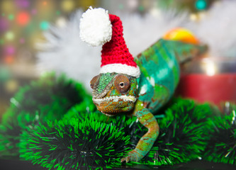 Chameleon  Santa Claus © oleg_mj