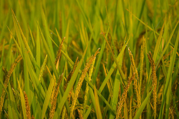 Closeup of rice ear on plantation.