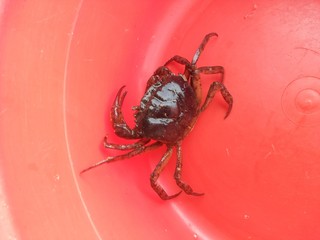 black crab on red plastic plate