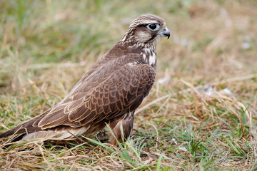 Peregrine Falcon