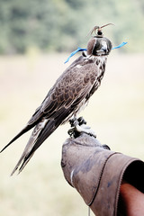 falcon wearing its hood