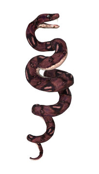 Anaconda Snake on White