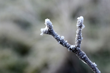 First morning  frost on a plants,