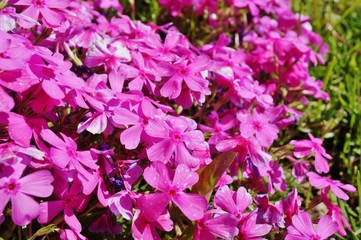 Pink creeping phlox subulata flowers in bloom