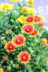 Beautiful orange colour flowers in garden.