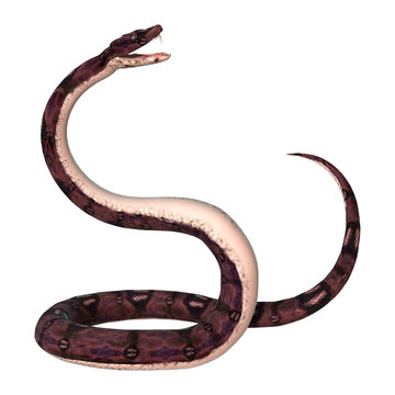 Anaconda Snake on White