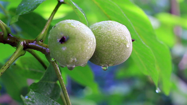 Ready to fall walnuts, after rain.