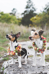 Two adorable Jack Russell Terrier posing with vintage floral wreath outdoor