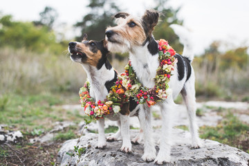 Two adorable Jack Russell Terrier posing with vintage floral wreath outdoor