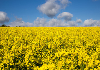 Rapsfeld im Sommer mit gelben Blüten und blauem Himmel