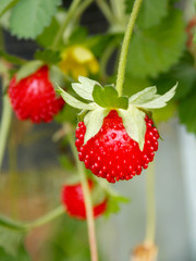 Wild strawberry 