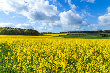 Obraz premium Rapsfeld im Sommer mit gelben Blüten und blauem Himmel