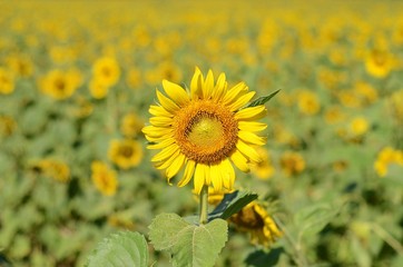 Fototapeta premium Sun flowers on the clear blue sky