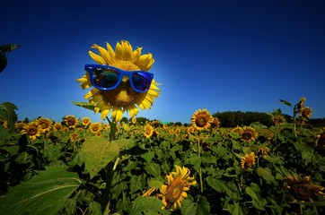Sun flowers on the clear blue sky