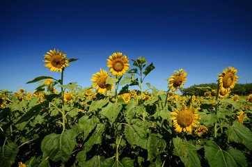 Sun flowers on the clear blue sky