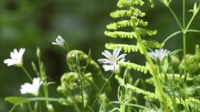 fleurs blanche en sous-bois &agrave; la fin du printemps