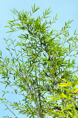 Chinese Temple in Broga, Malaysia..