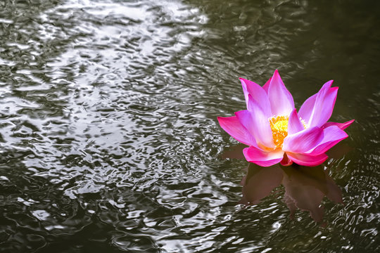 Pink lilies in a canal,Lotus in rivar