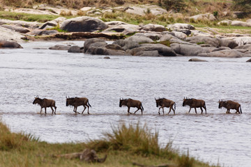 Mara Crossing der Gnus