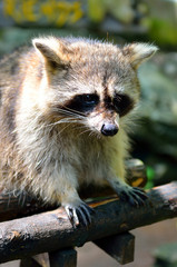 Racoon (Procyon Iotor)..