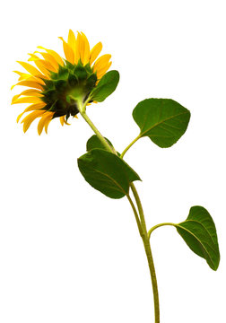 Sunflower behind