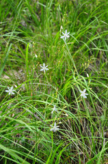 Ästige Graslilie (Anthericum ramosum)