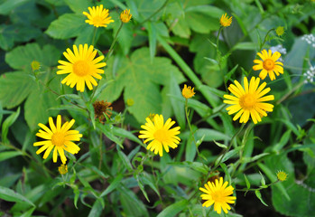 Ochsenauge (Buphthalmum salicifolium)