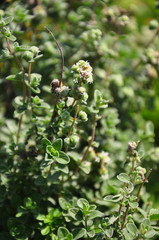 Zitronen-Thymian (Thymus citriodorus)