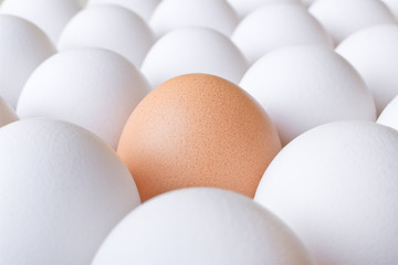 Background with many white and one brown fresh chicken egg