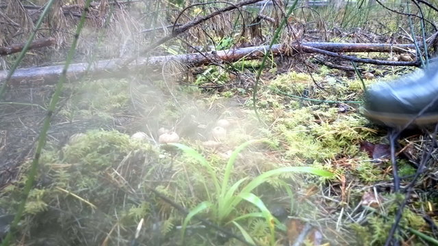 Fungi reproduction. Old mushrooms-puffball scatter spores under traveler foot 
