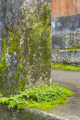 Fern and moss covered on the wall