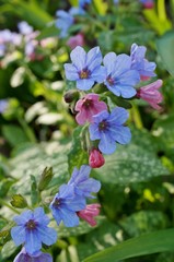 Pulmonaria (lungwort) purple flowers