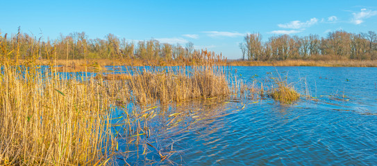 Shore of a sunny lake in autumn