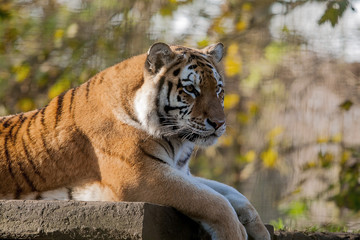 Fototapeta na wymiar resting Indian tiger