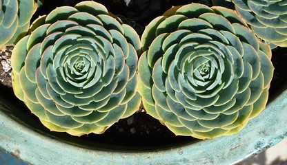 Green round rosettes of the sempervivum succulent plant