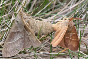 Fox moth (Macrothylacia rubi) mating, with the larger female on the left