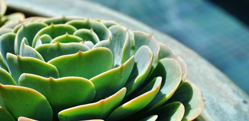 Green round rosettes of the sempervivum succulent plant