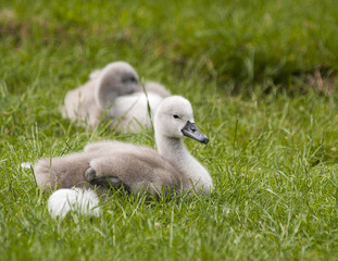 Cygnets