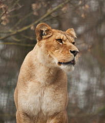 Alert Barbary Lioness