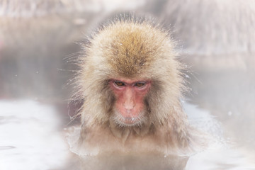 お風呂にじっと入るおさるさん　 patience monkey in a hot bath