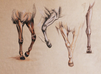 horse legs study © Cattallina